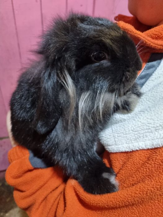 Królik miniaturowy baranek lewek  cena calkowita