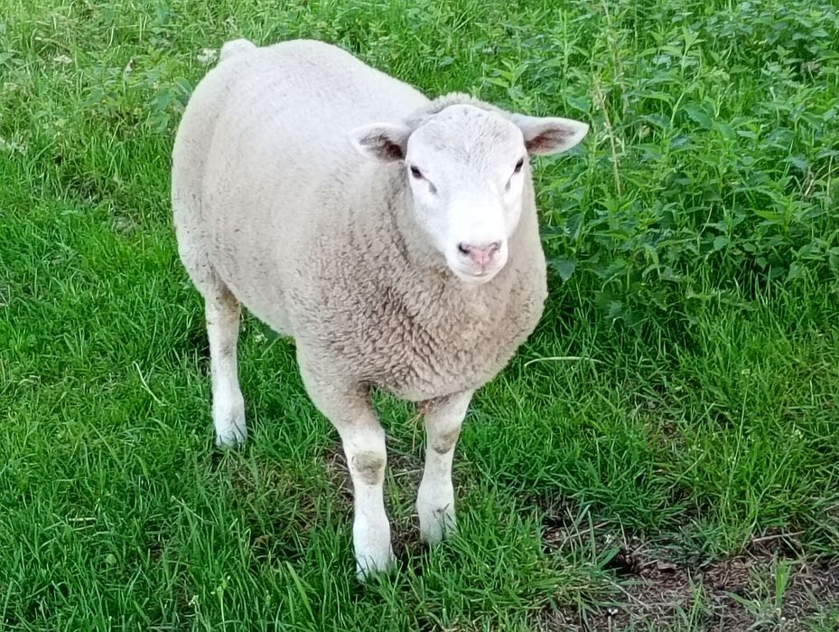 Sprzedam tryka texel
