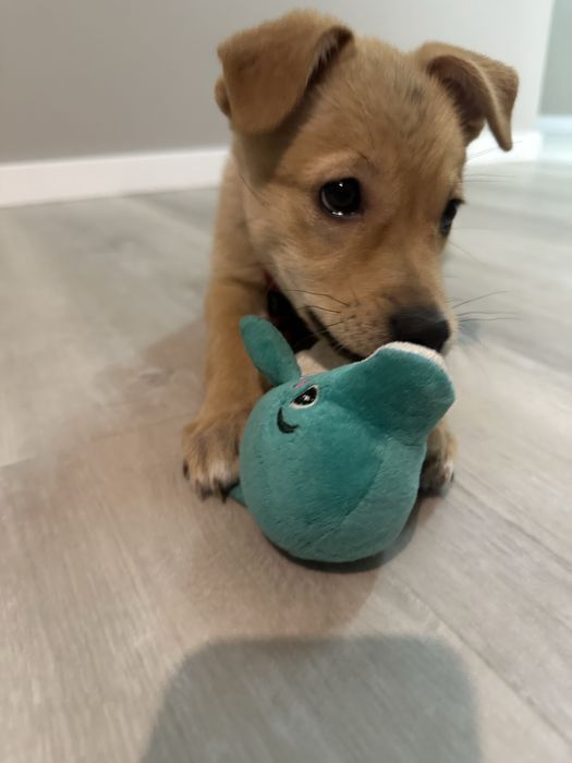 Безкоштовно! Щеня