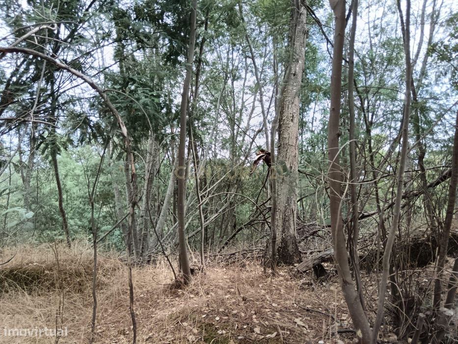 Rustic Plot, Palvarinho, Castelo Branco
