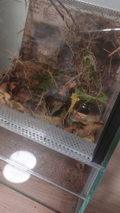 Małe i duże patyczaki za darmo