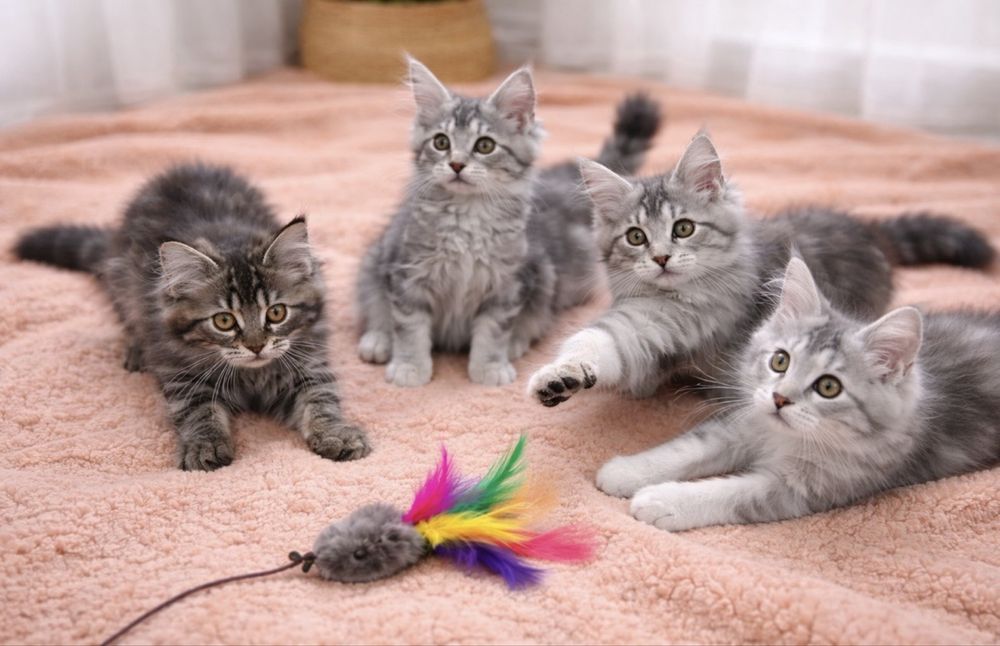 Wyjatkowy Kocurek Silver Maine Coon z rodowodem