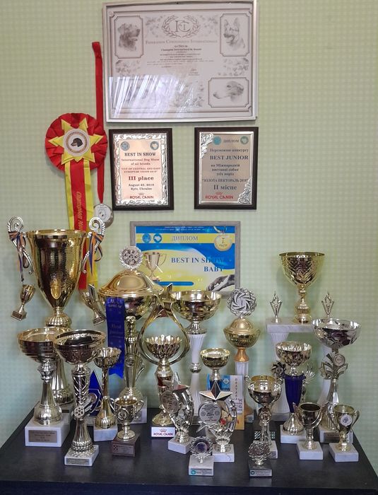 Цуценята (щенки) цвергшнауцера