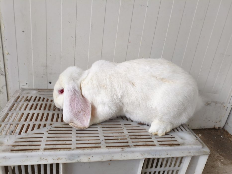 Baran francuski samce