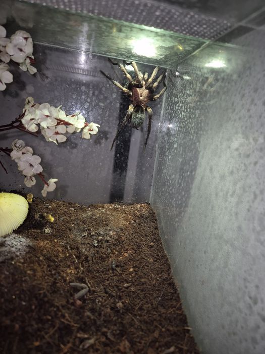 Bumba Horrida samiec