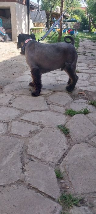 Цвергшнауцер в'язка