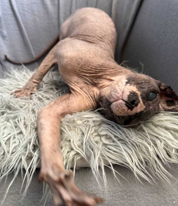 Чарівний котик Лесик, породи сфінкс, чекає на найлюблячих батьків!