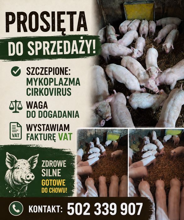 Prosięta sprzedam