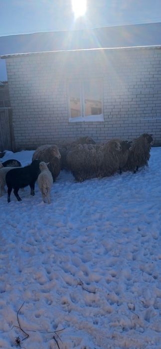 Продам овец и баранов