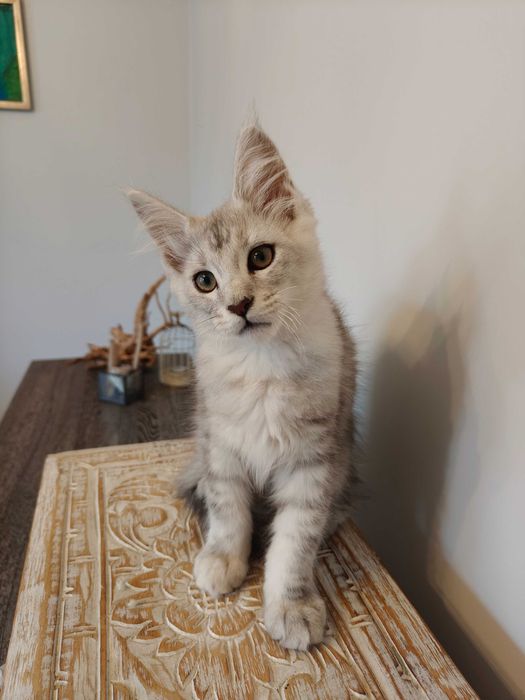 Srebrzysty kocurek Maine Coon z rodowodem Felis Polonia