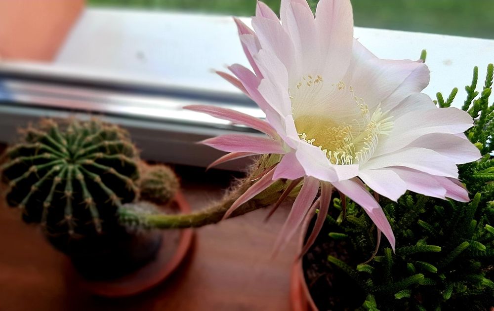 Ехінопсис Кактус