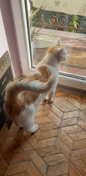 Rysio, ogromny miziak prosi o własny dom