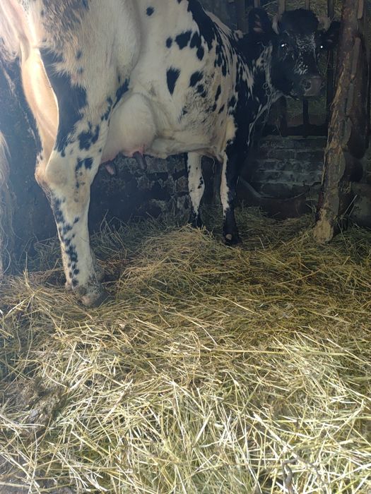 Продам 2 розтелені Корови.