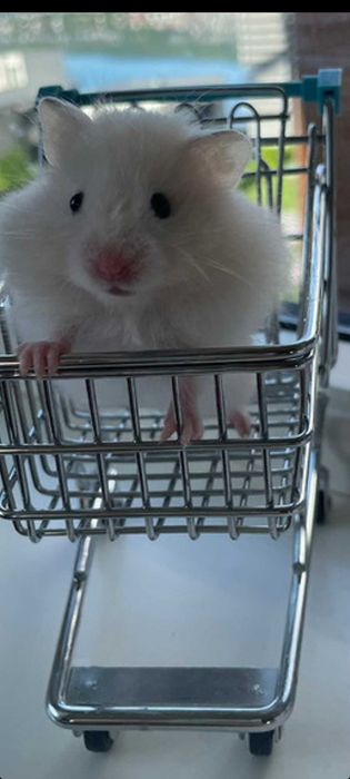 Chomik syryjski długowłosy, białe śnieżynki, młodziutkie