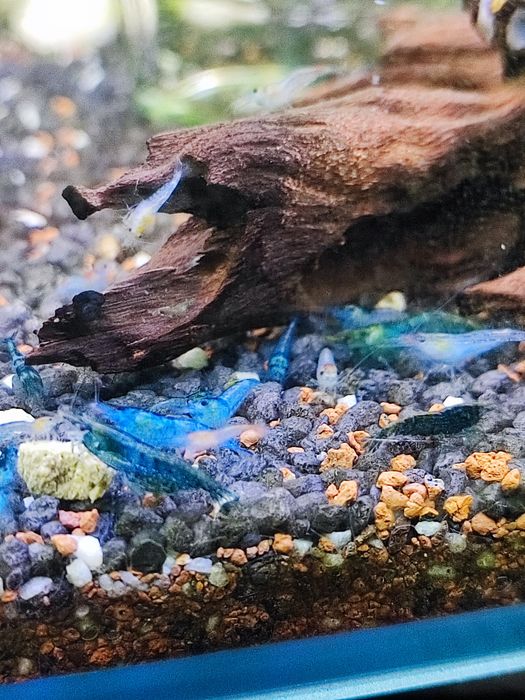 Camarões Neocaridina