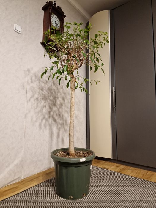 Ficus nitida fikus w doniczce 150cm