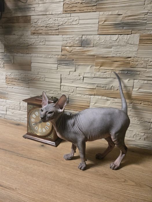 Sfinks Donski kocurek