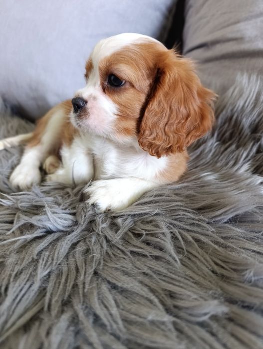 Cavalier  piesek