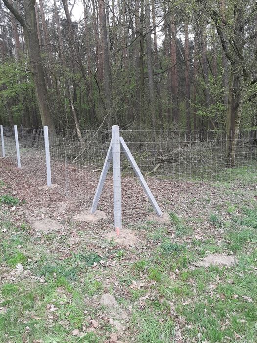 Ogrodzenie siatka leśna słupek betonowy
