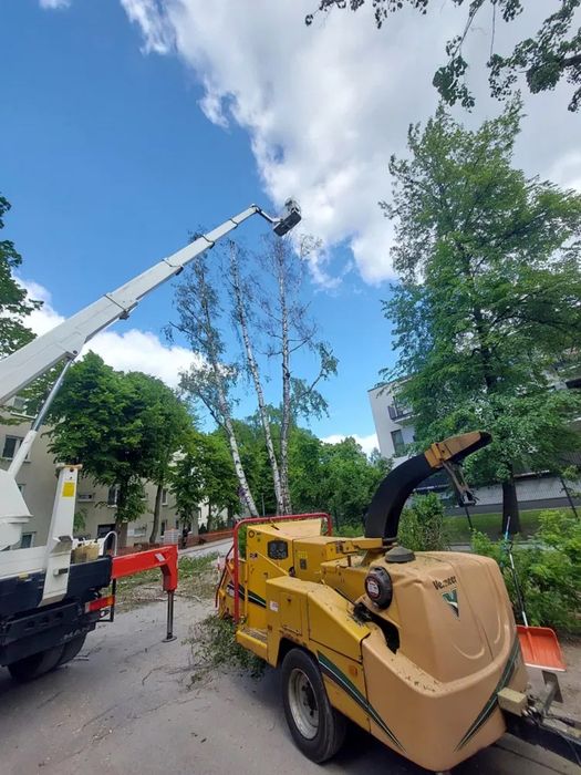 Wycinka i pielegnacja drzew alpinistycznie, podnosnik koszowy, wynajem