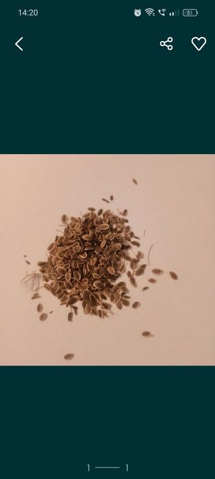 Koper stara odmiana intensywny