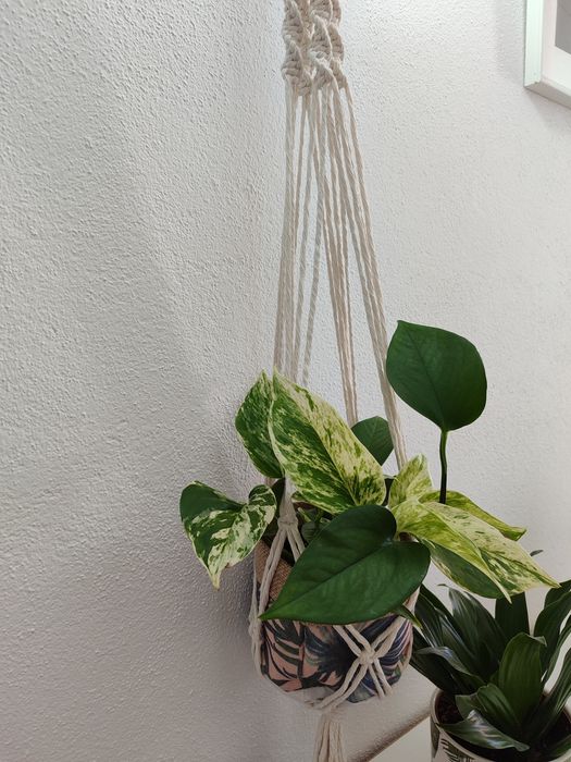 Suporte plantas macramé