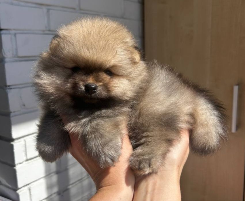 Шпіц померанський хлопчики