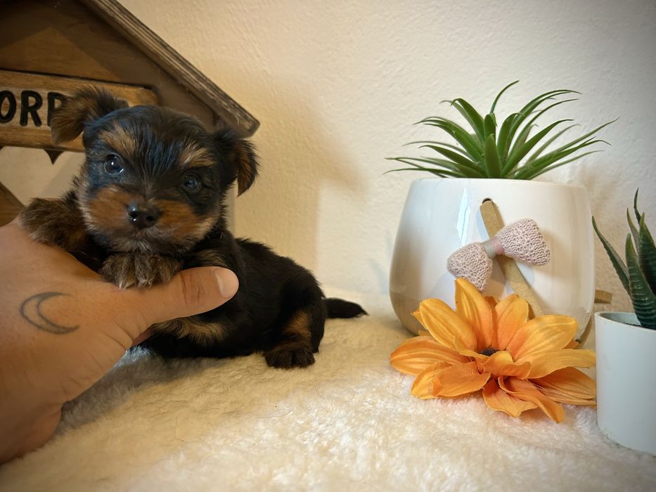 Excelente menino yorkshire miniatura