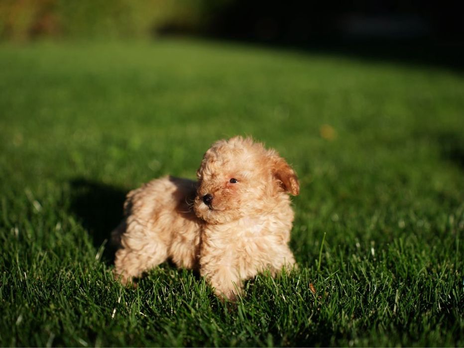Хлопчик мальтіпу – малюк, що принесе у дім теплоту та радість