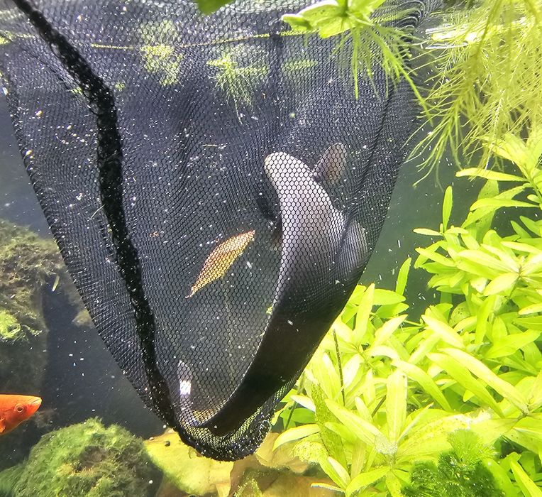 Duży duch amazoński 18cm