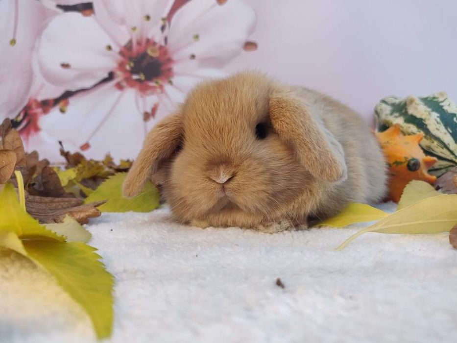 Królik, Króliczki Mini Lop. Maluszki do rezerwacji.