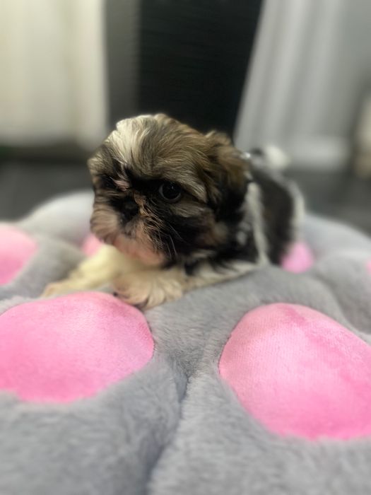 Shih tzu Suczka