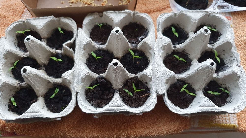 40 Variedades Pimenta Malagueta Sementes escolha as que quiser