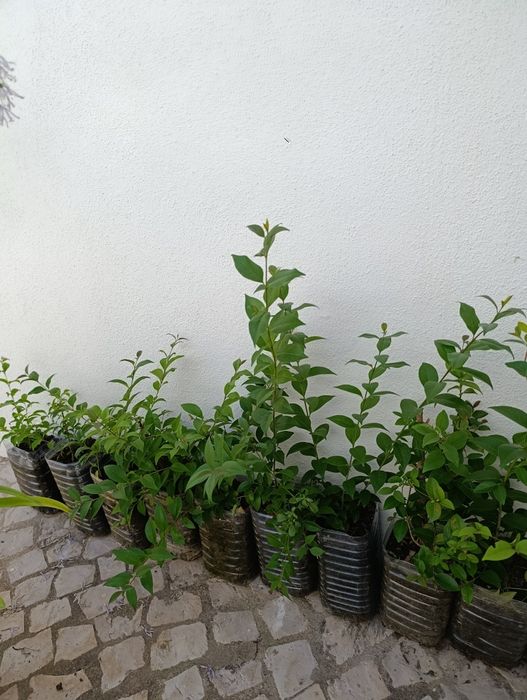 Lote 20 arbustos vedação Ligustrum japonicum
