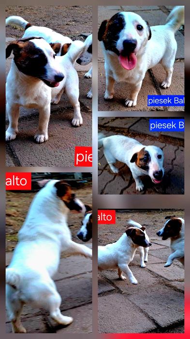 Piesek   Balto dorosłyJack Russell  kochany piesek RODZICE W HODOWLI