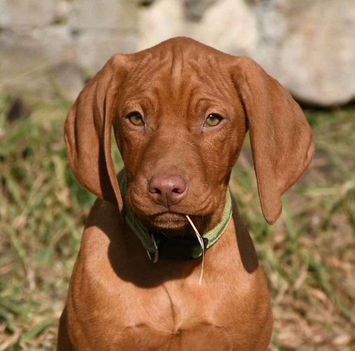 Угорська Вижла Розплідник FCI (КСУ). Венгерская выжла.
