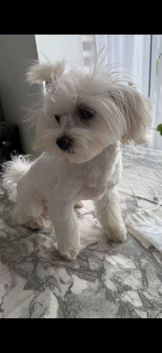 Maltipoo maltańczyk pudel