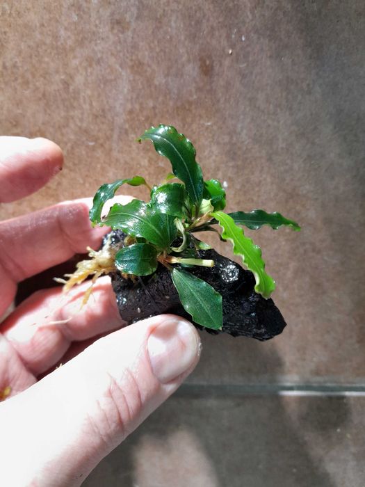 Bucephalandra na lignicie - gotowa ozdoba