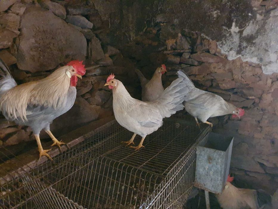 Vendo ovos de leghorn isabella e australorp