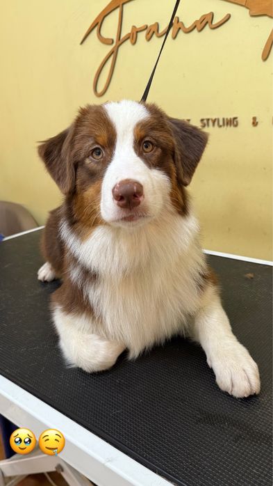 Pastor australiano com LOP