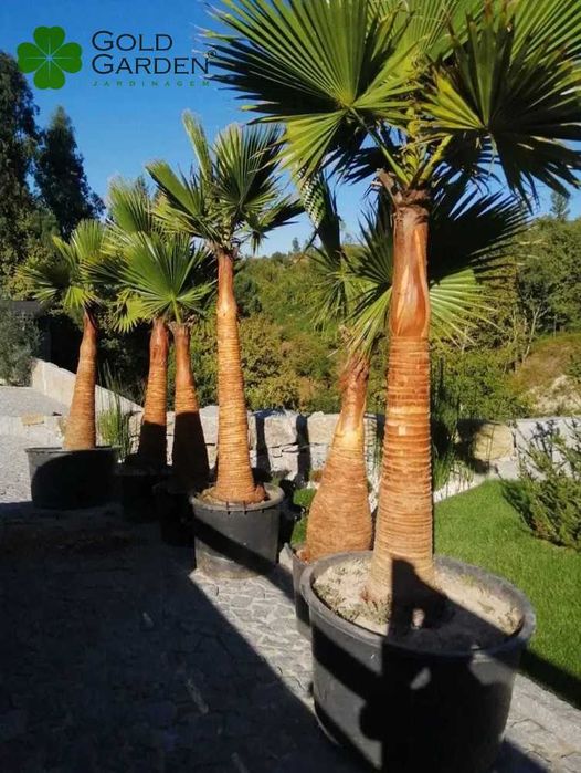 Palmeiras Whashintonias disponíveis em várias alturas!