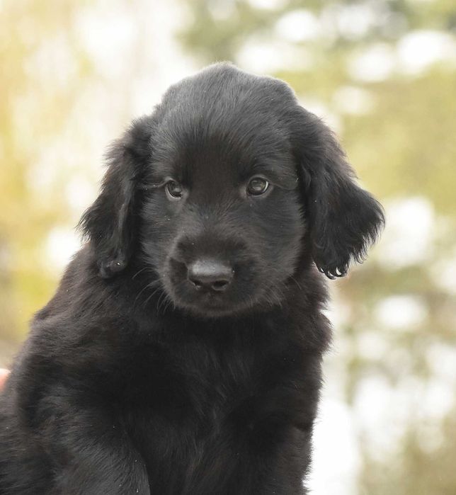 FLAT COATED RETRIEVER - czarny chłopczyk odb Maj