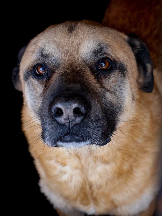 Orson 261/12 - SZUKA DOMU!