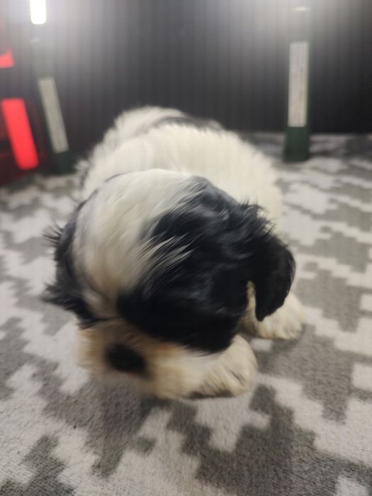 Shih tzu Tri-color  chłopczyk.
