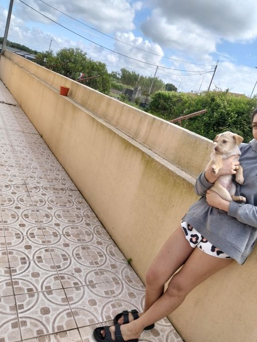 Cães para doar zona murtosa