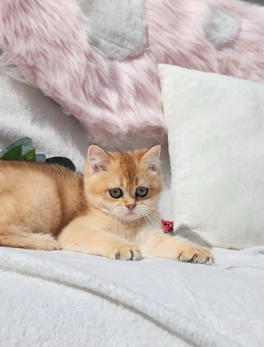 Ніжна дівчинка золота шиншила