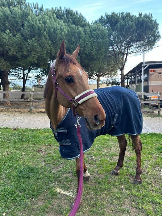 Venda de cavalo