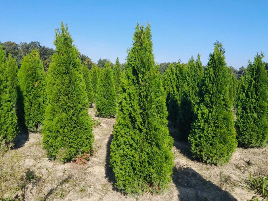 Gęste tuje Szmaragd, Brabant, Blue Arrow do 250cm! Zasadzimy u Ciebie!