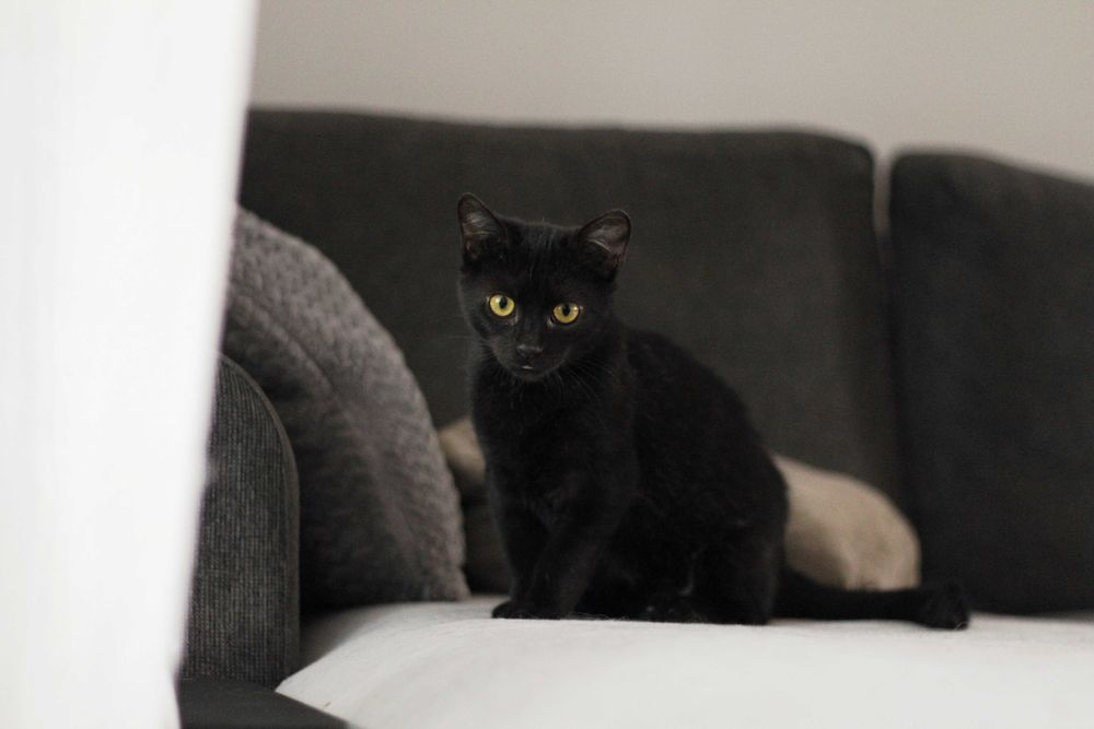 Lila i George- kocięta do adopcji