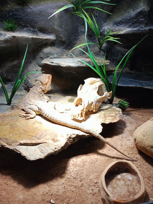 Agama  z terrarium 120x60x60